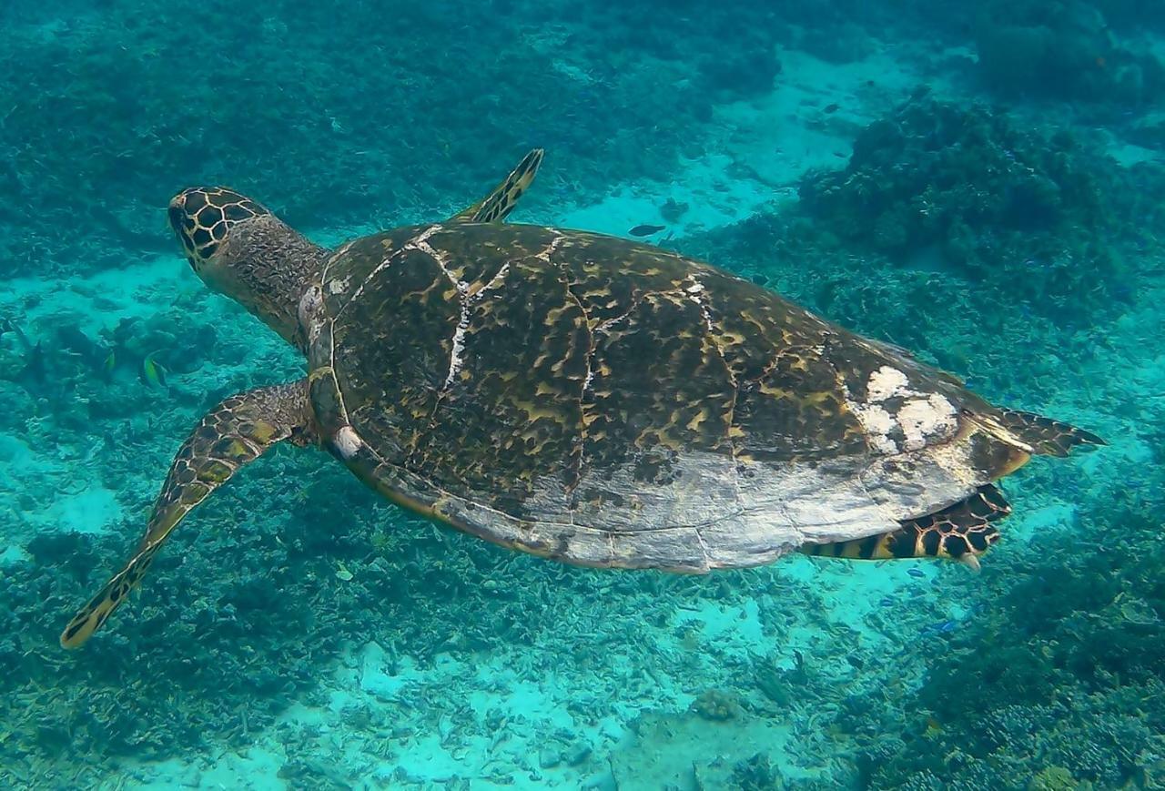 Meno Madia Bungalows Gili Meno Eksteriør bilde